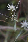 Blueflower eryngo